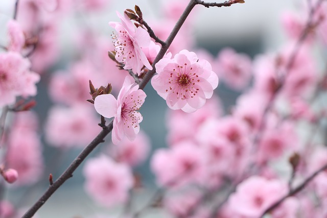 plum-blossoms-7177367_640.jpg